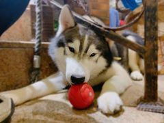 -more than meow吴止猫主题餐厅(承德 中船汇店)