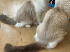-Let's go狗咖·猫咖·奶狗·桌游(春熙路IFS店)