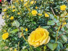 -人民公园(罗湖区)