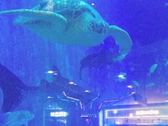 -成都浩海立方海洋公园