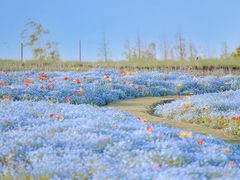 -上海滨江森林公园