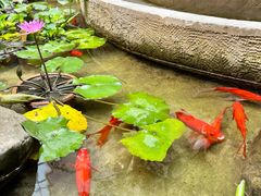 -南堂小馆·川菜馆(德商国际店)