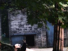 -都江堰中华大熊猫苑