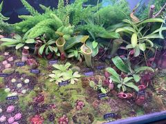 -中国科学院西双版纳热带植物园