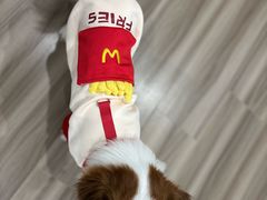 -暖阳宠物医院·犬猫康复中心·骨科