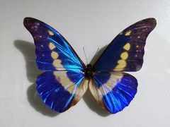 -上海昆虫博物馆