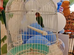 -廊坊固安福朋喜来登酒店