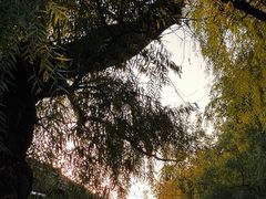 -南锣鼓巷