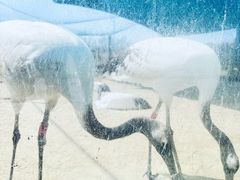 -盐城丹顶鹤湿地生态旅游区