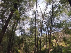 -大岭沟猕猴桃谷风景区