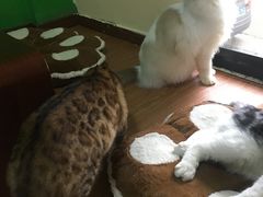 -李小姐の猫咖啡馆(五角场店)