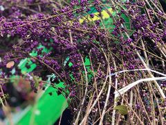 -重庆市江北嘴中央商务区中央公园