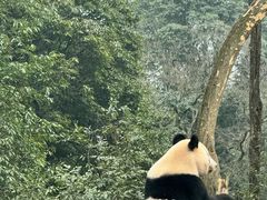 -中国大熊猫保护研究中心雅安碧峰峡基地