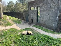 -都江堰中华大熊猫苑