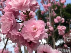 -天适樱花悠乐园