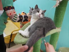 -猫在这儿猫咪咖啡馆·撸猫馆