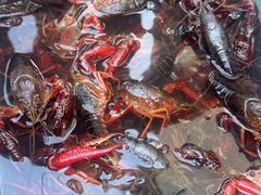 -小田油焖小龙虾(双井店)