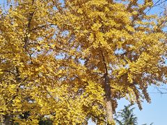 -大兴滨河森林公园