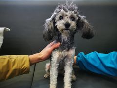 -pd派德宠物中心医院24H急重症·眼科中心·血液透析中心(嵩山北路店)