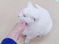 -康乐宝动物医院