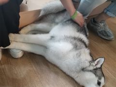 -Husky Go! 哈士奇体验馆·宠物咖啡厅狗咖