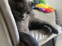 -纳吉亚猫专科动物医院博雅分院