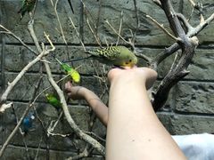 -上海大自然野生昆虫馆(东方明珠·爬宠昆虫探索中心)