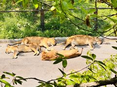 -大连森林动物园