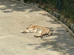 -大连森林动物园