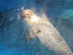 -海合安武汉极地海洋公园