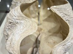 -青岛贝壳博物馆