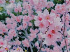 -王借岗森林公园