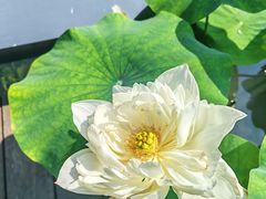 -云溪植物园