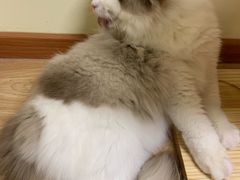 -猫和宫(六道口店)