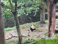 -都江堰中华大熊猫苑
