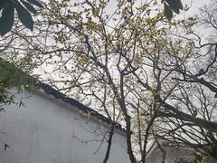 -拙政园