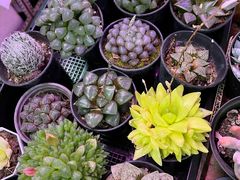 -花鸟鱼虫鲜花绿植市场(玉泉路店)