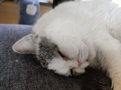 -喵园·猫主题咖啡厅·撸猫·猫咖(国贸店)