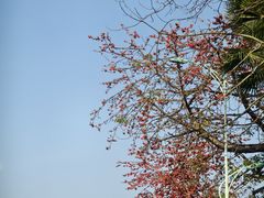 -海珠湖公园