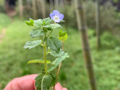 -大唐贡茶院