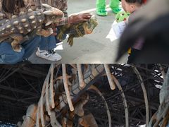 -中国西峡恐龙遗迹园