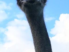 -瑞穗牧场