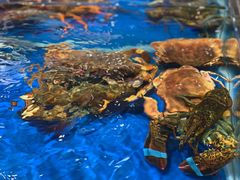 -盒马鲜生(帝斯曼店)