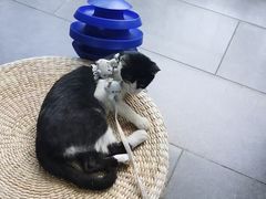 -东莞宠友24H宠物中心医院·转诊夜诊·异宠(新河北路院)