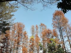 -顺峰山公园