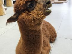 -Heymao猫咖.咖啡厅(东门店)