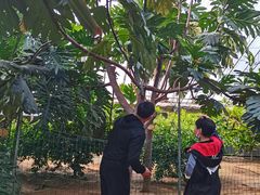 -北戴河集发农业梦想王国