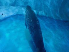 -芜湖新华联大白鲸海洋公园