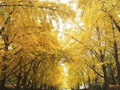 -三里屯东五街银杏大道