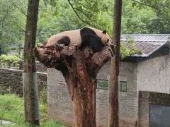 -都江堰中华大熊猫苑